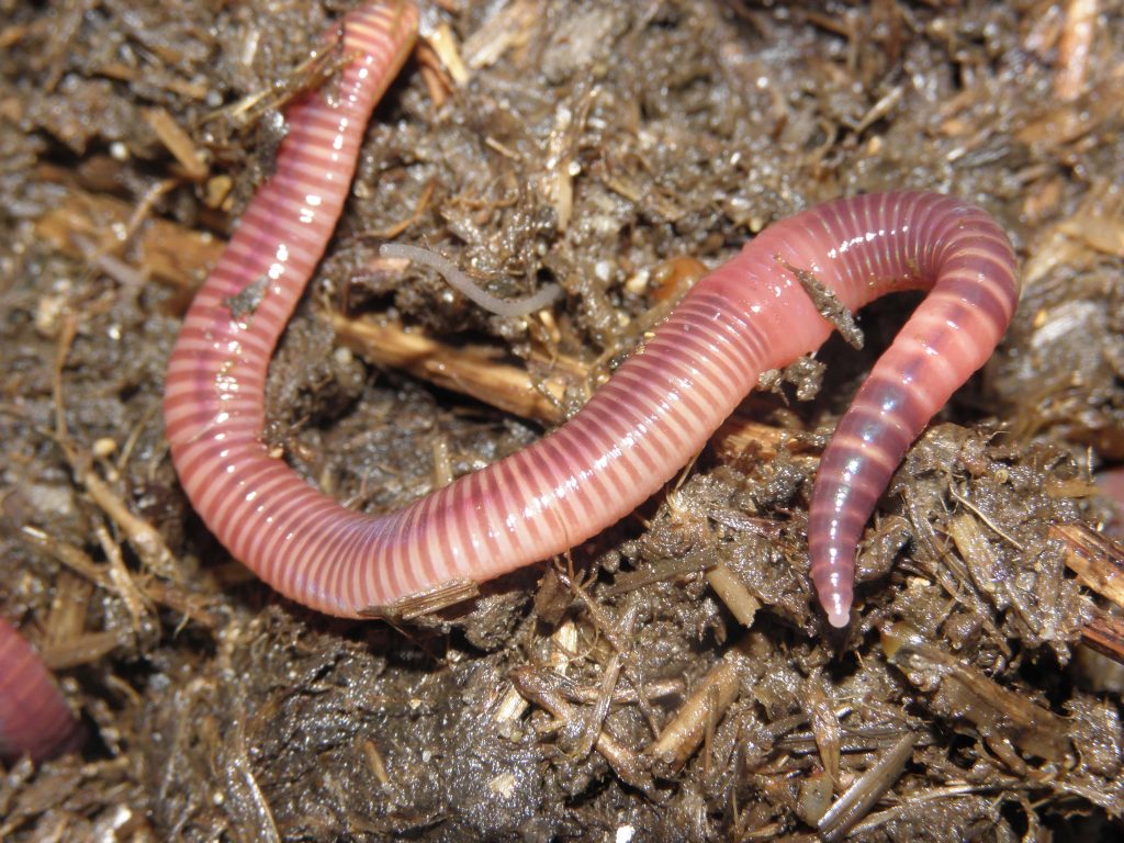 Nightcrawler worms for fishing
