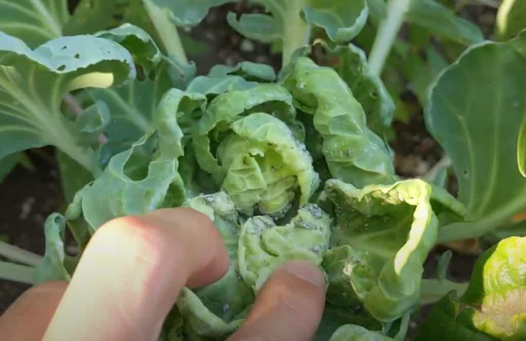 Aphids on Brussels Sprouts