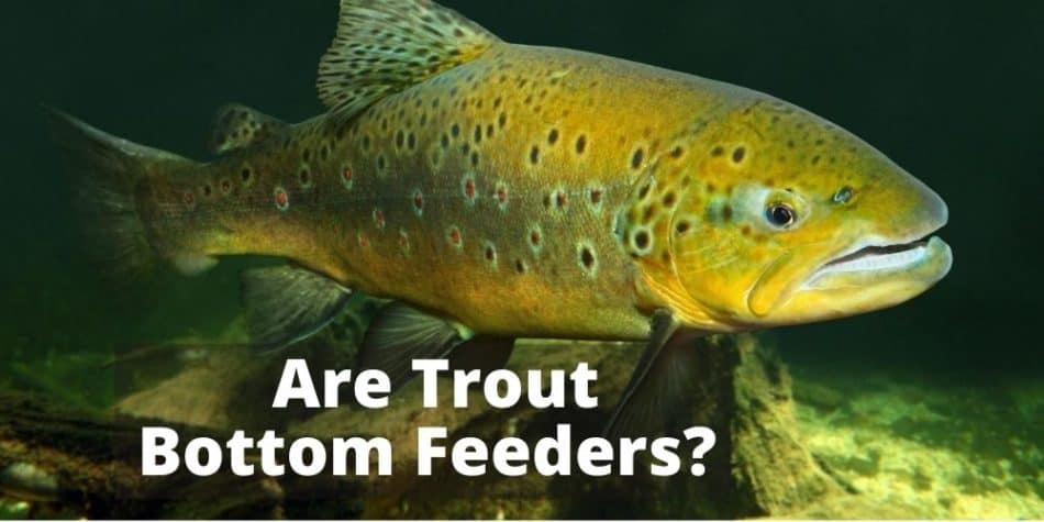 Are Trout Bottom Feeders_