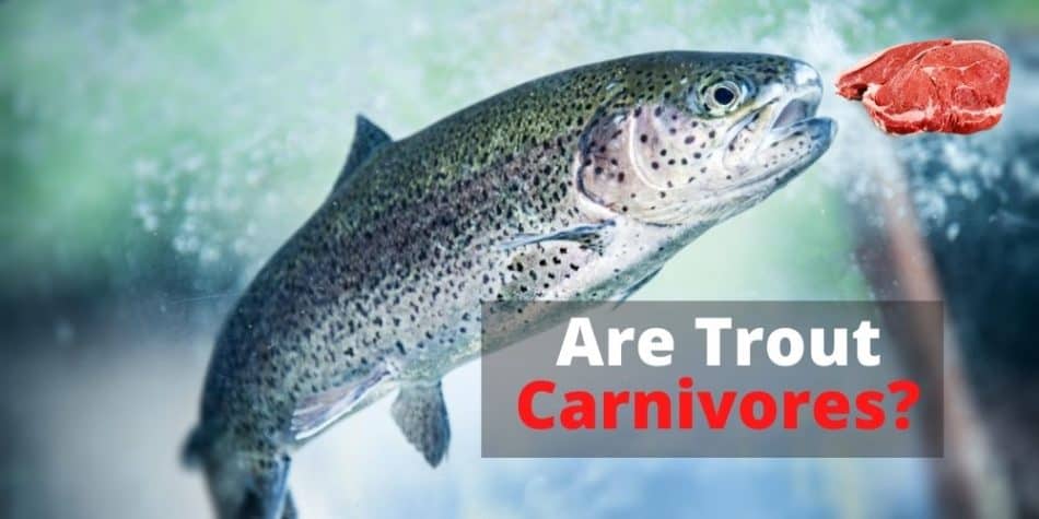 Are Trout Carnivores