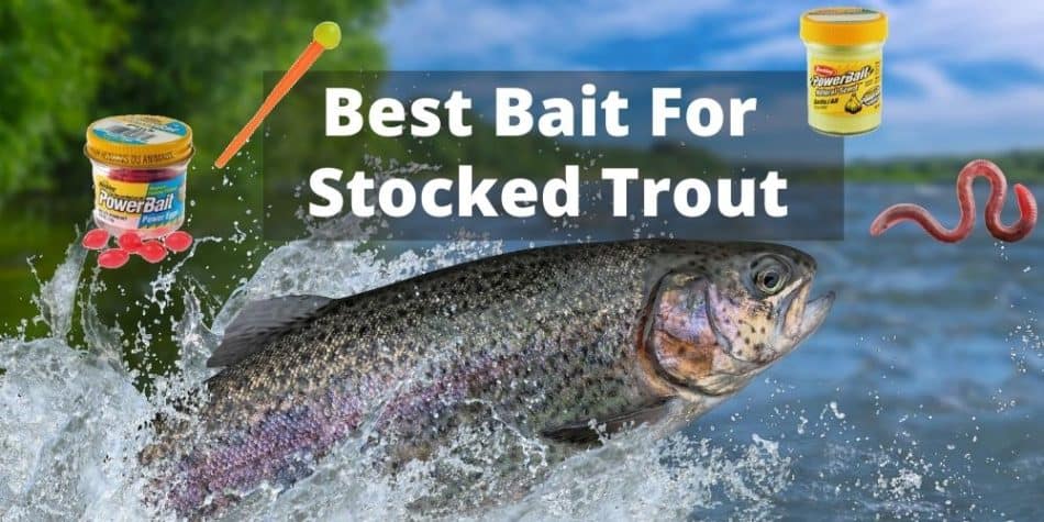 Best Bait For Stocked Trout