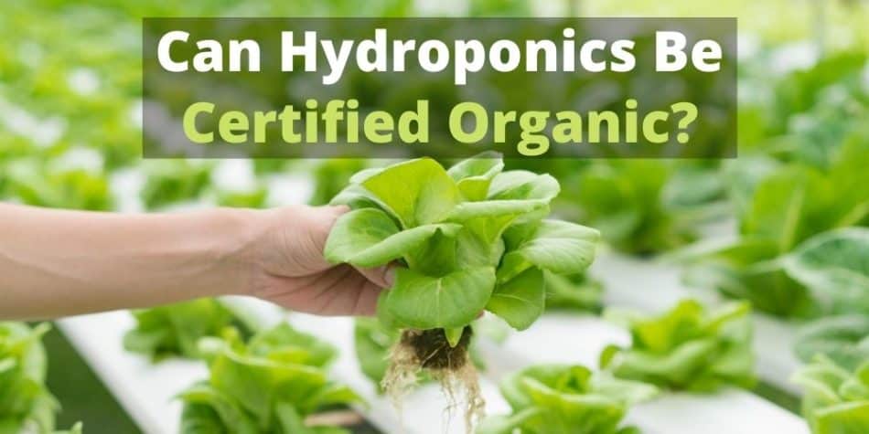 Can Hydroponics Be Certified Organic