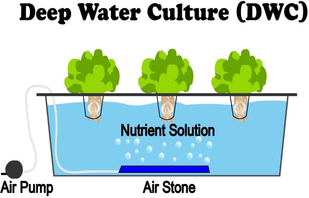 Deep Water Culture Hydroponics