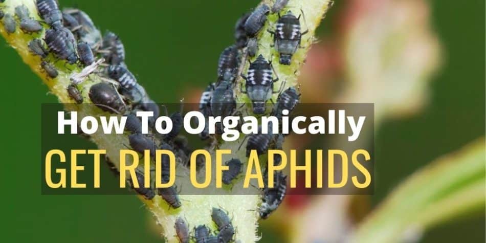 How To Organically Get Rid Of Aphids