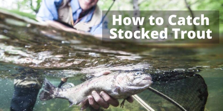 How to Catch Stocked Trout