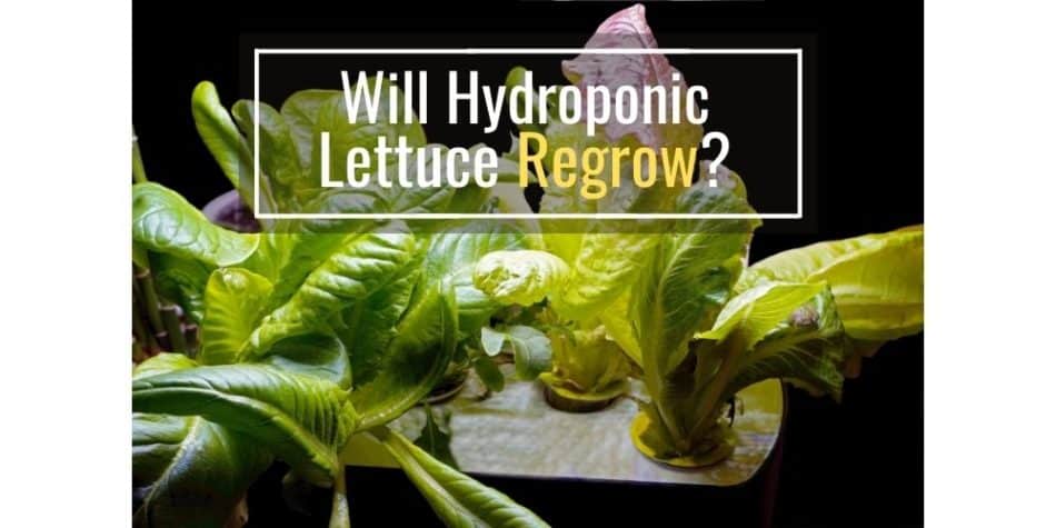 Will Hydroponic Lettuce Regrow