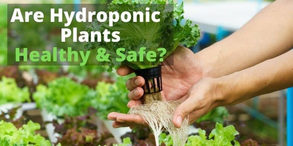 Are Hydroponics Plants Healthy & Safe