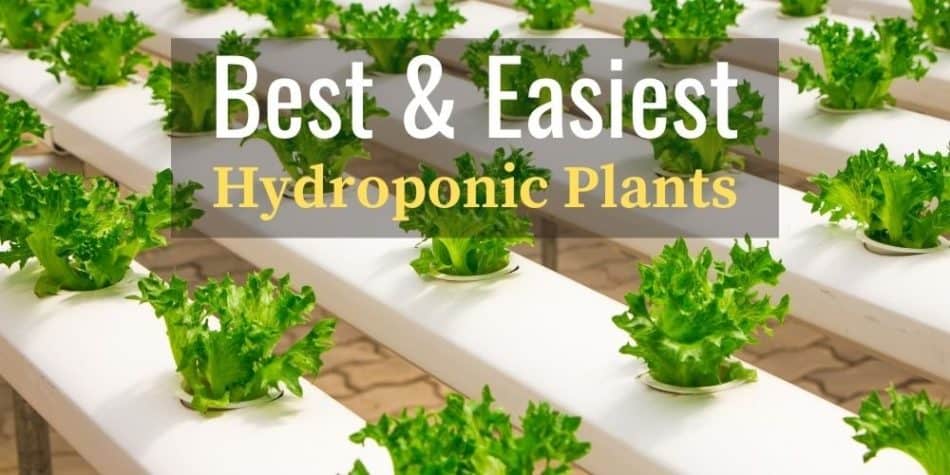 Best and Easiest Hydroponic Plants