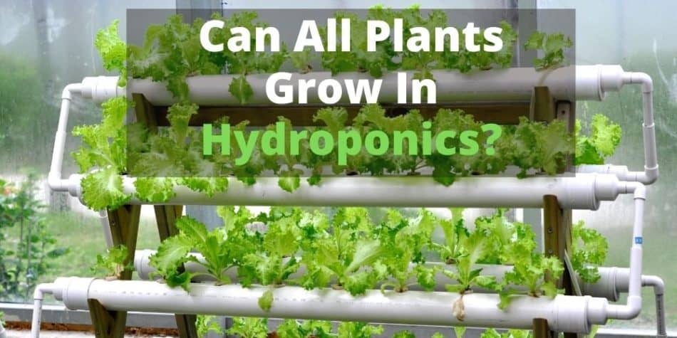 Can All Plants Grow In Hydroponics