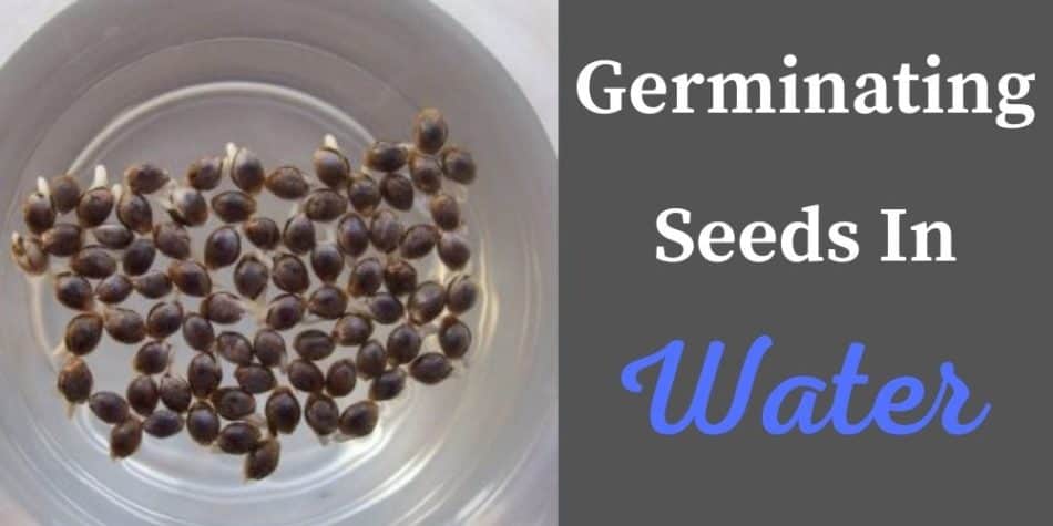 Germinating Seeds In Water