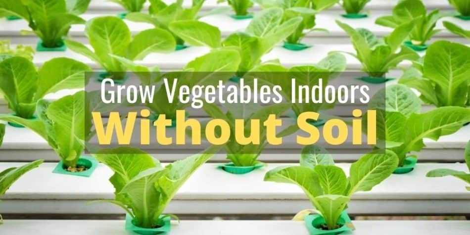 Grow Vegetables Indoors Without Soil