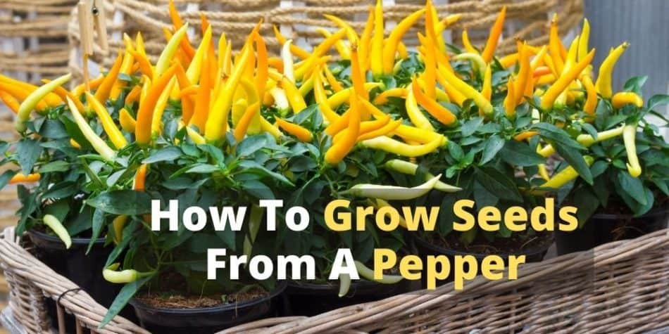 How To Grow Seeds From A Pepper