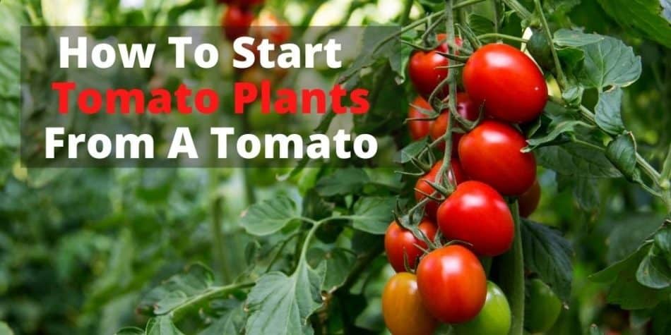 How To Start Tomato Plants From A Tomato