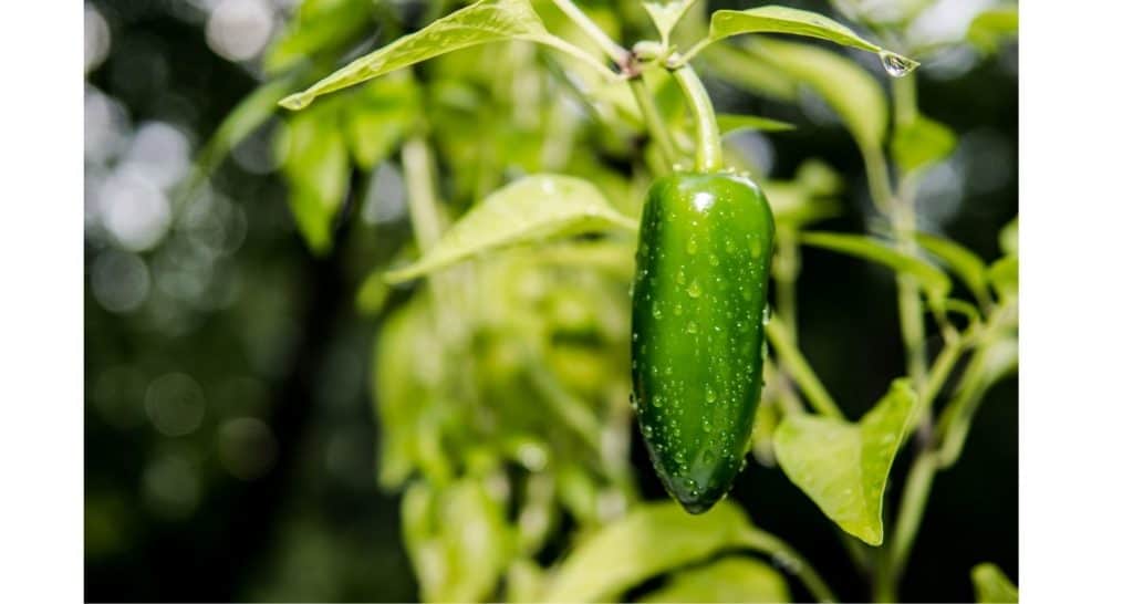 Jalapeno pepper plant