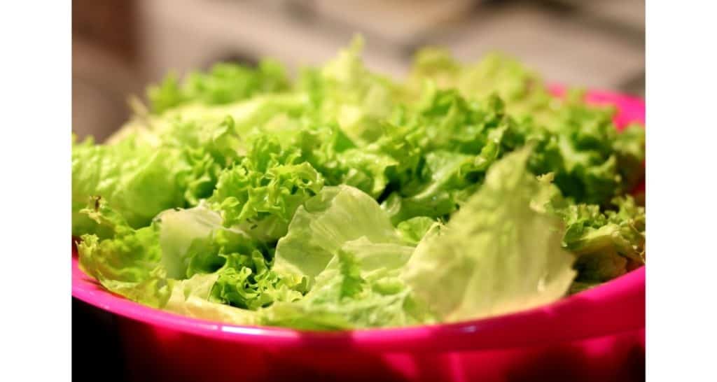 lettuce from hydroponic gardening