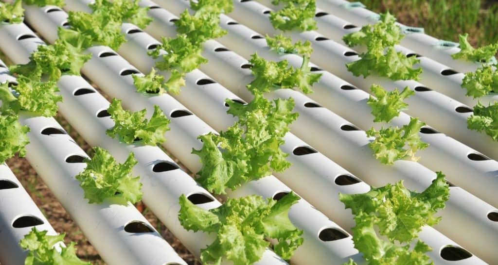 Can All Plants Grow In Hydroponics?