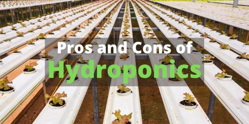 Pros and Cons of Hydroponics 2