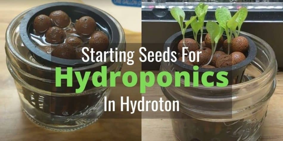 Starting Seeds For Hydroponics In Hydroton