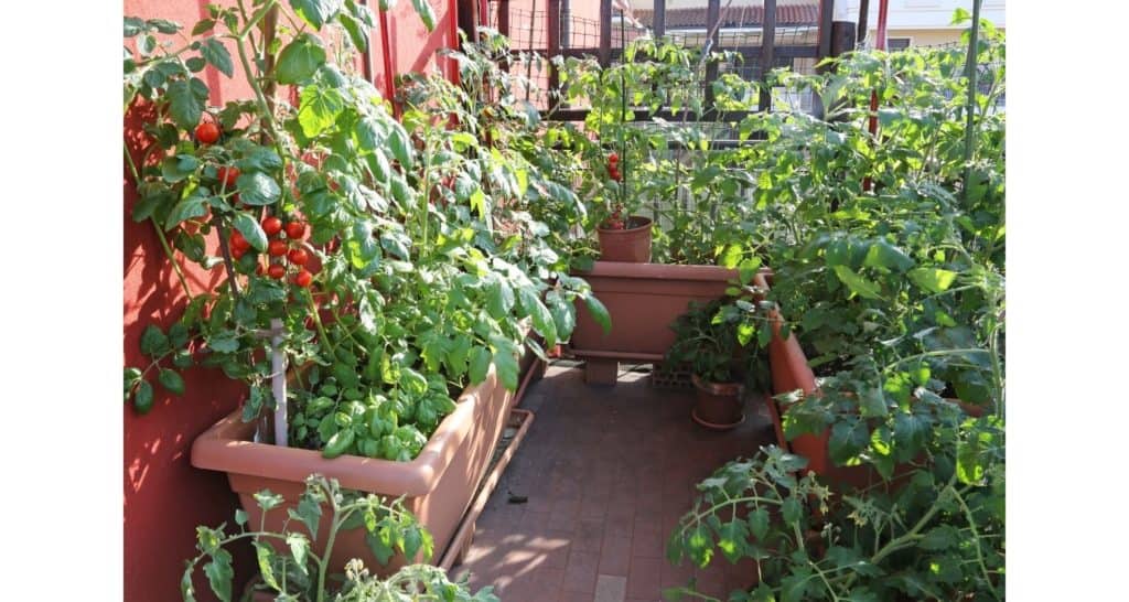 Tomato Plants Balcony