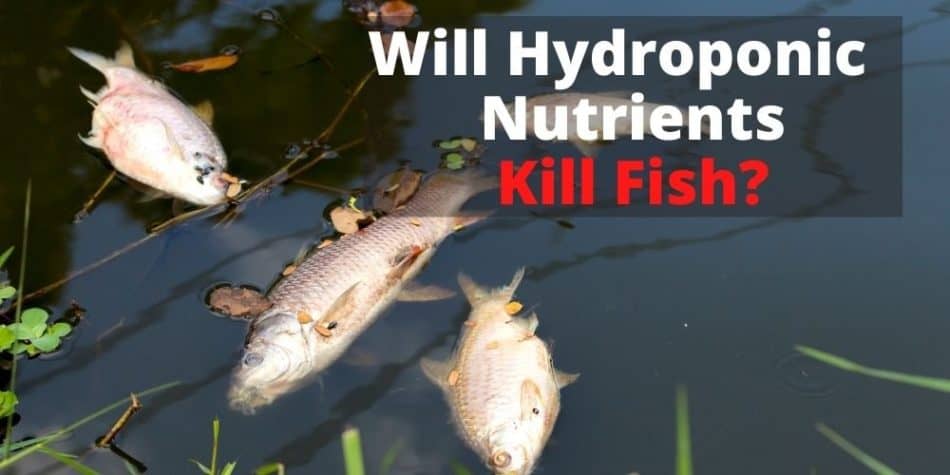 Will Hydroponics Nutrients Kill Fish