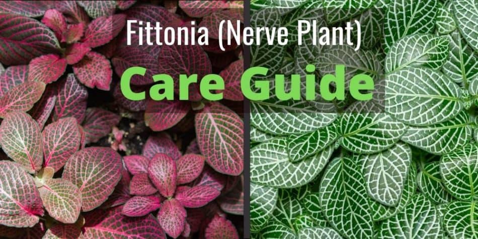 Fittonia (Nerve Plant) Care Guide