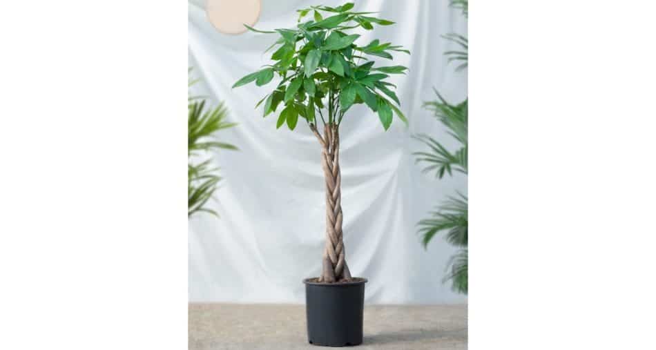 Are Money Trees Toxic To Cats? (All The Facts!)