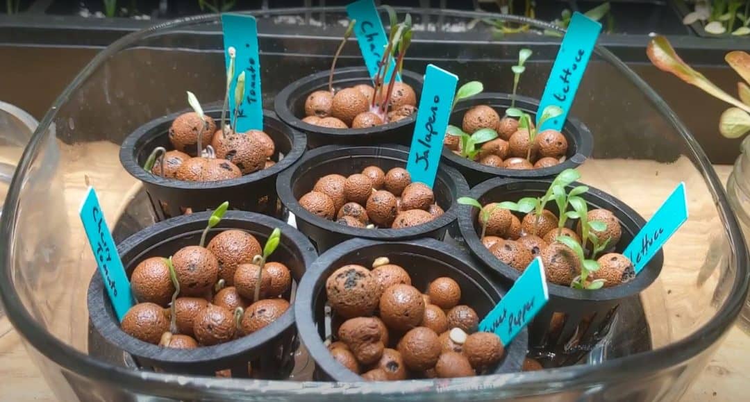 Starting Seeds Hydroponically In Hydroton Step by Step Guide With Photos