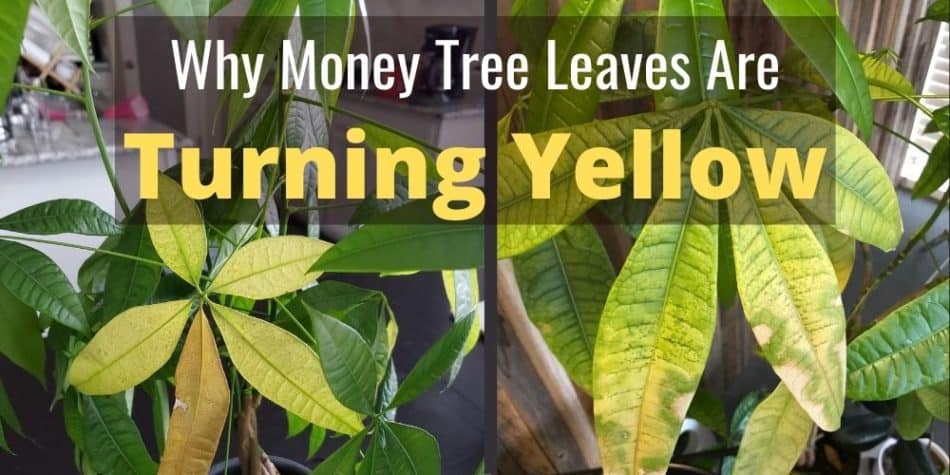 Why Are My Money Tree Leaves Falling Off or Turning Yellow
