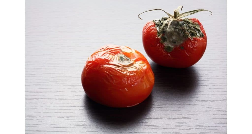 wrinkled and rotten tomatoes