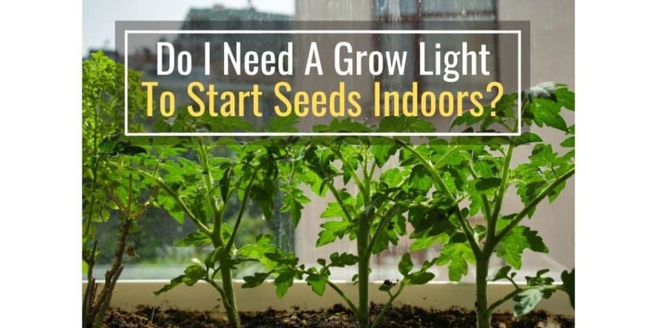 Do I Need A Grow Light To Start Seeds Indoors