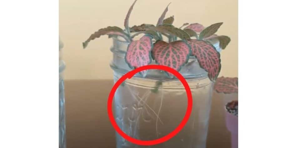 fittonia nerve plant cuttings growing roots in water hydroponically