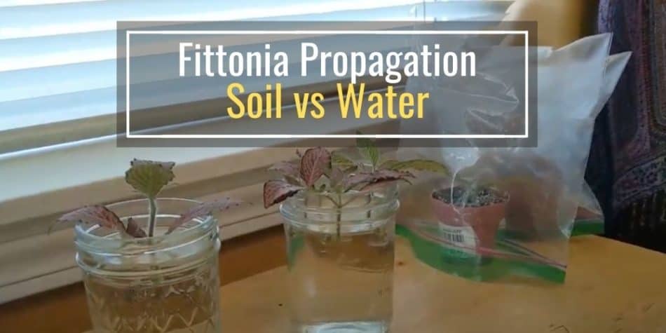 Fittonia Propagation Soil vs Water