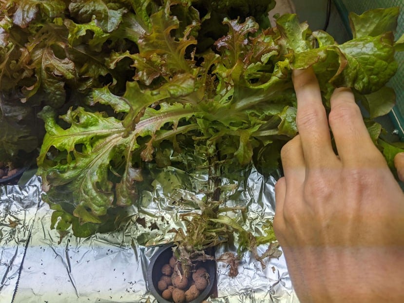 Hydroponic Lettuce Guide Will Hydroponic Lettuce Regrow