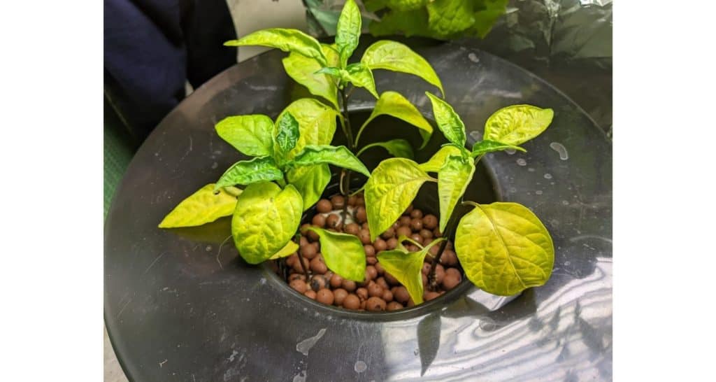 Jalapeno pepper plants growing in hydroton hydroponics