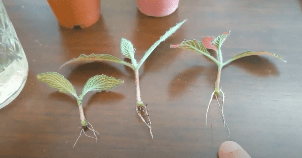 fittonia cuttings with root growth