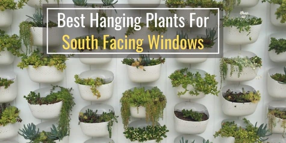 Best Hanging Plants For South Facing Windows