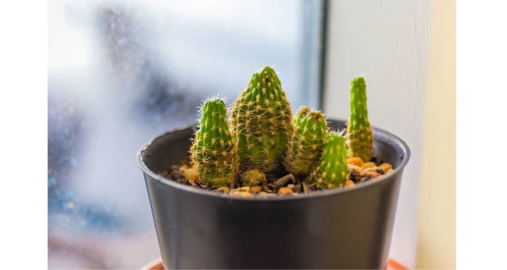 cactus house plant for growing plants indoors during winter