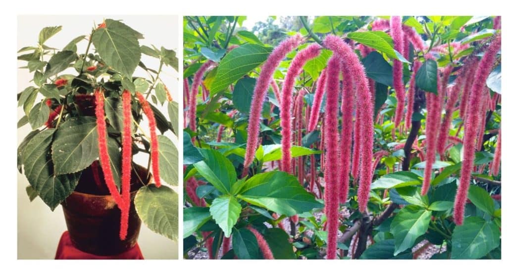 Chenille Plant for growing plants indoors facing southern window