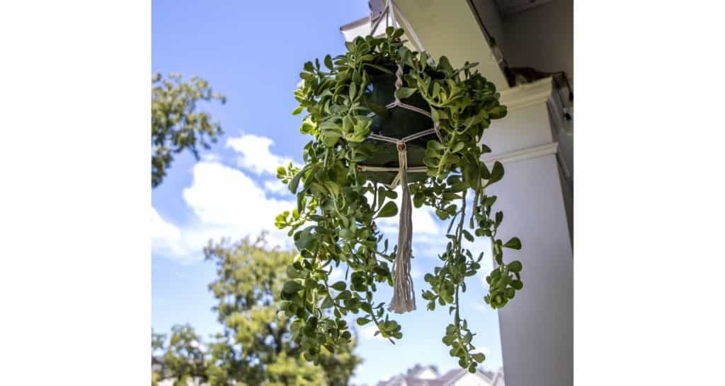 hanging jade plant for growing plants indoors facing southern window