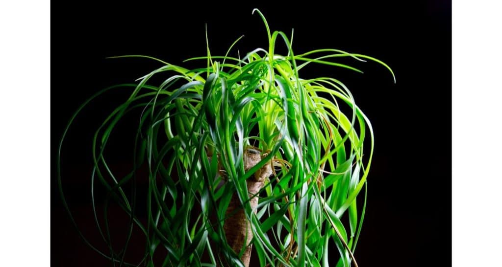 hanging ponytail palm plant for growing plants indoors facing southern window