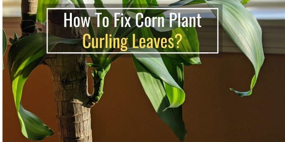 How To Fix Corn Plant Curling Leaves