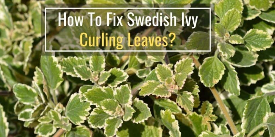 How To Fix Swedish Ivy Curling Leaves