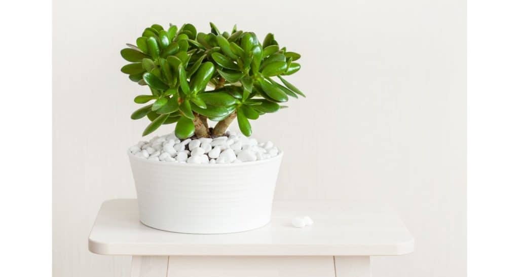 jade house plant for growing plants indoors during winter