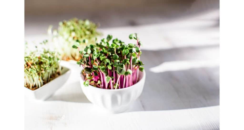 microgreens for growing plants indoors during winter