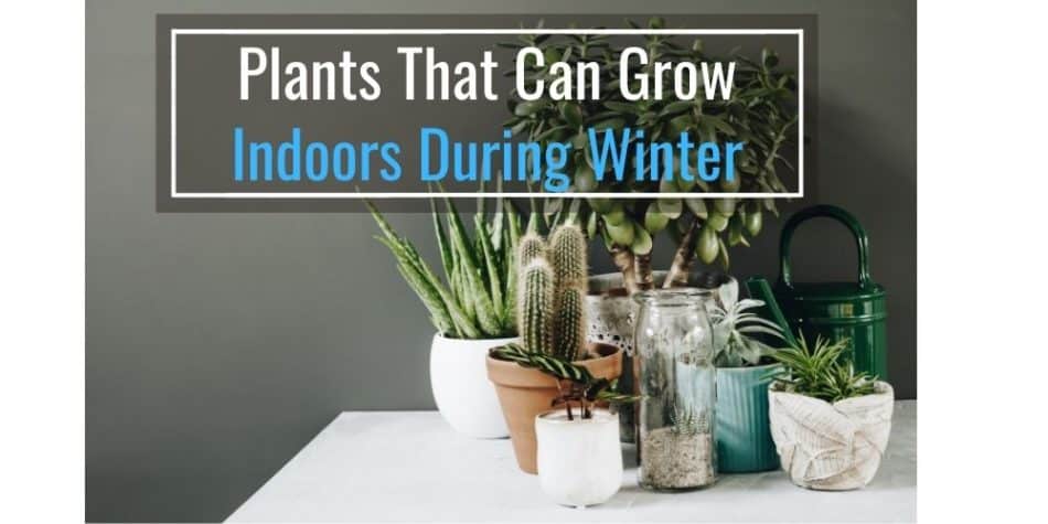 Plants That Can Grow Indoors During Winter