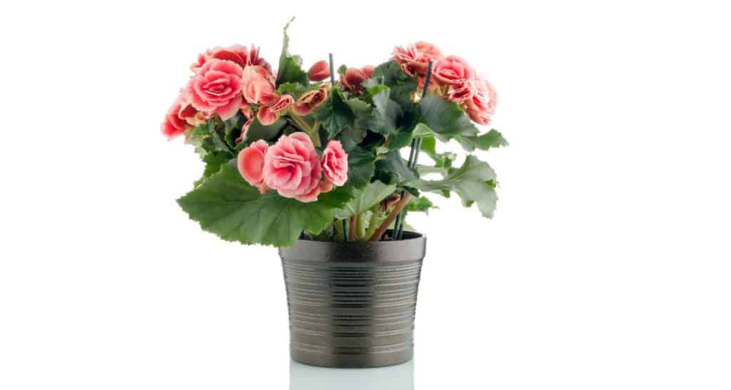 rieger begonias for growing plants indoors during winter