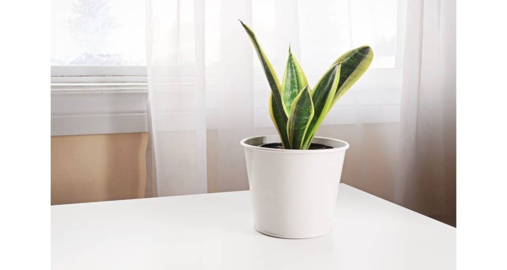 snake plant for growing plants indoors during winter