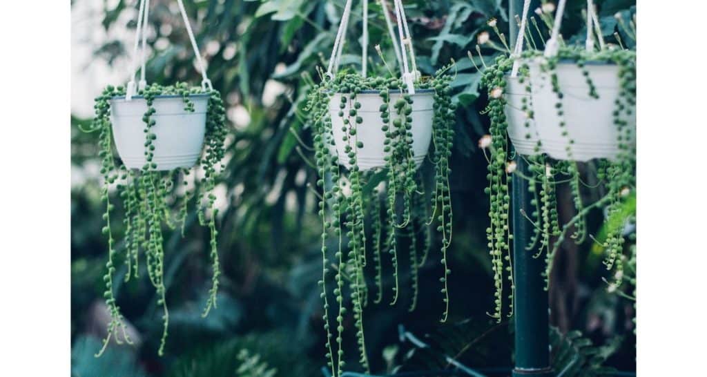String of Pearls for growing plants indoors facing southern window