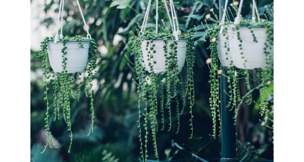 The Best Hanging Plants for South Facing Windows