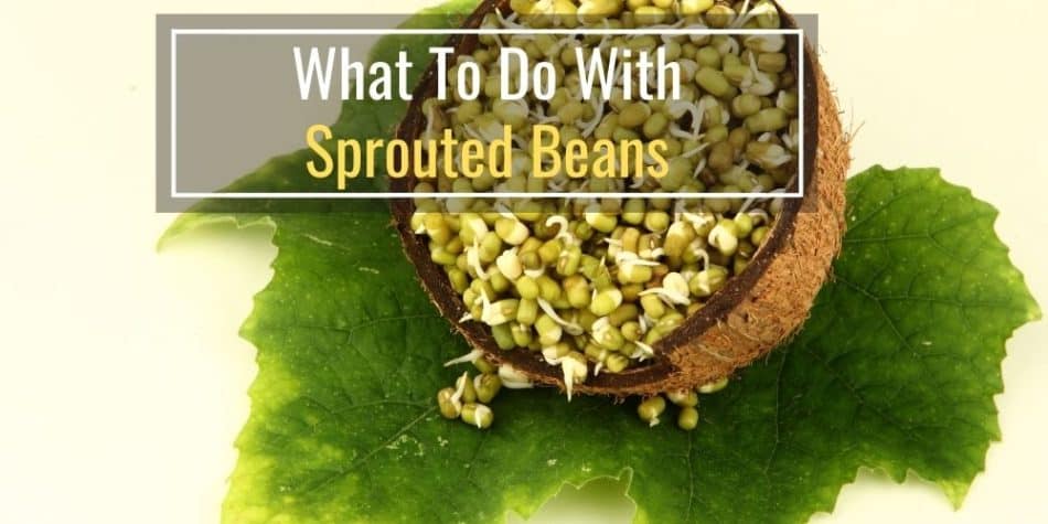 What To Do With Sprouted Beans